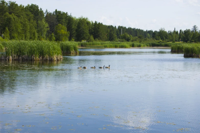 three geese swimming on a lake in the middle of a forest