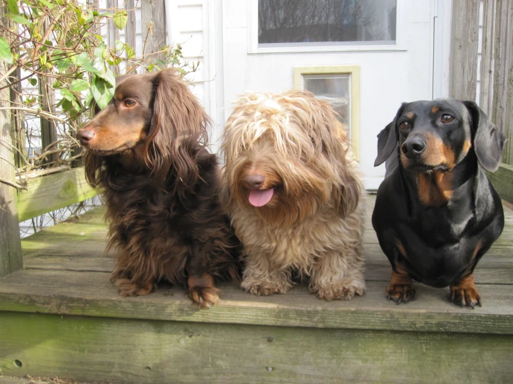 three dogs sitting on the steps of a house