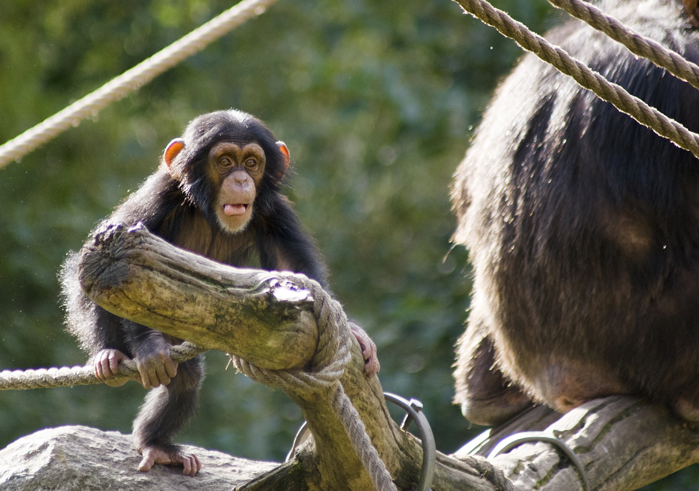 two monkeys sitting on the nches of trees in a zoo