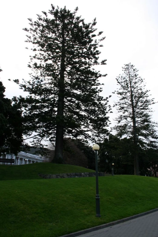 a large tall tree sitting on top of a lush green park