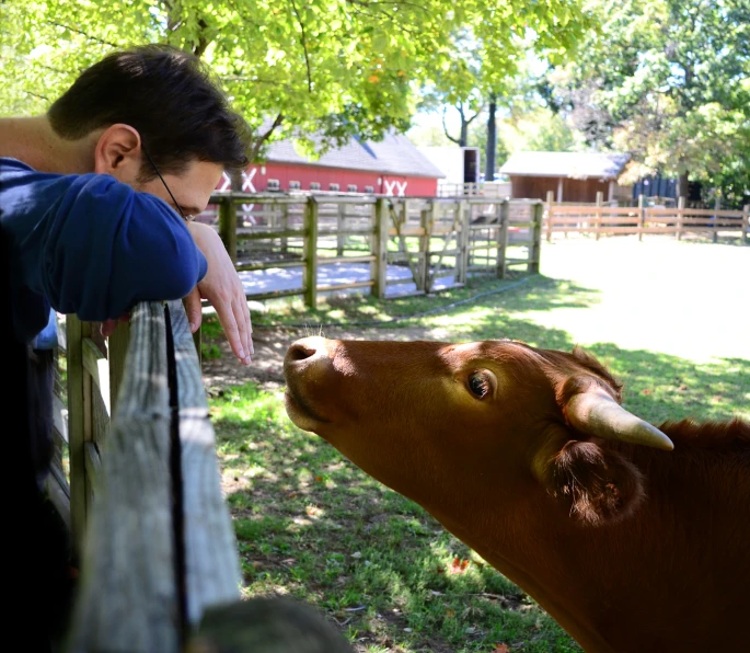 a boy and a cow looking over the fence