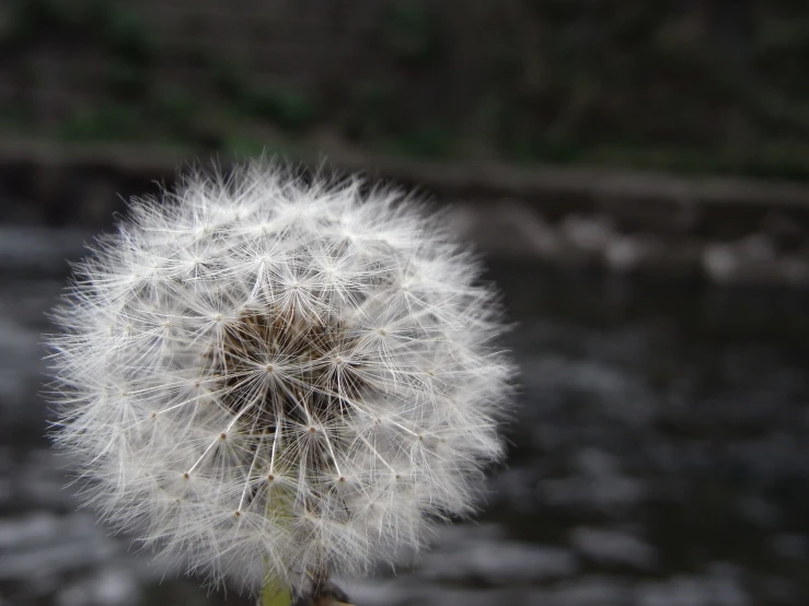 the seed on the flower is very white