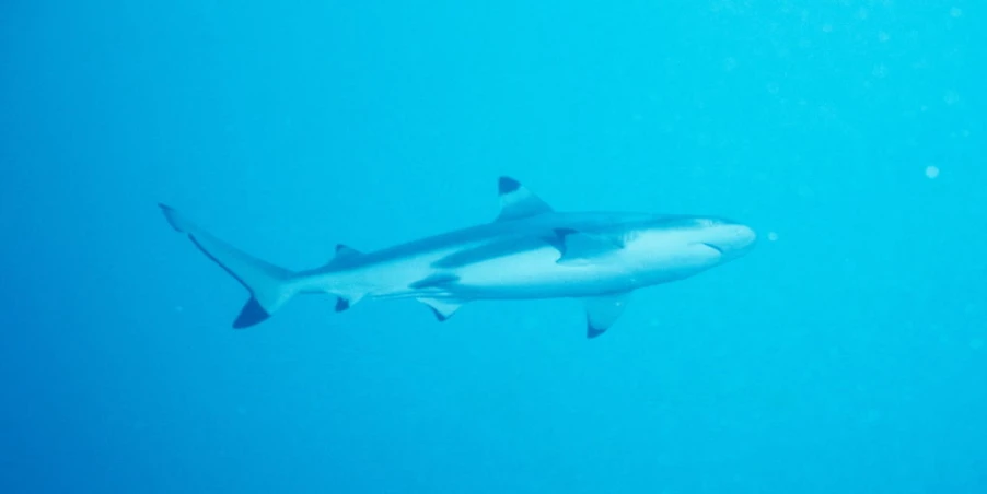 a shark swimming in the water off a boat