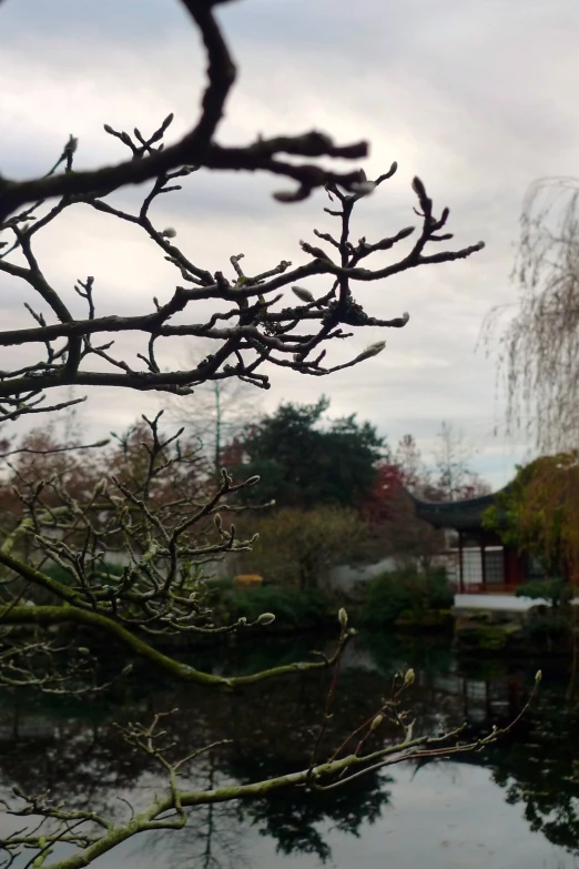 a view of a pond with water and trees