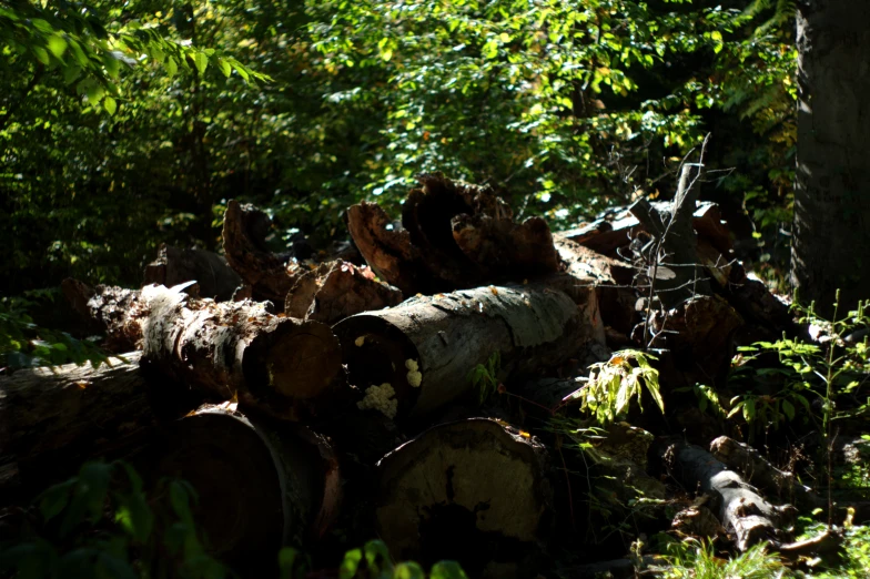 logs are stacked in the forest and on the ground