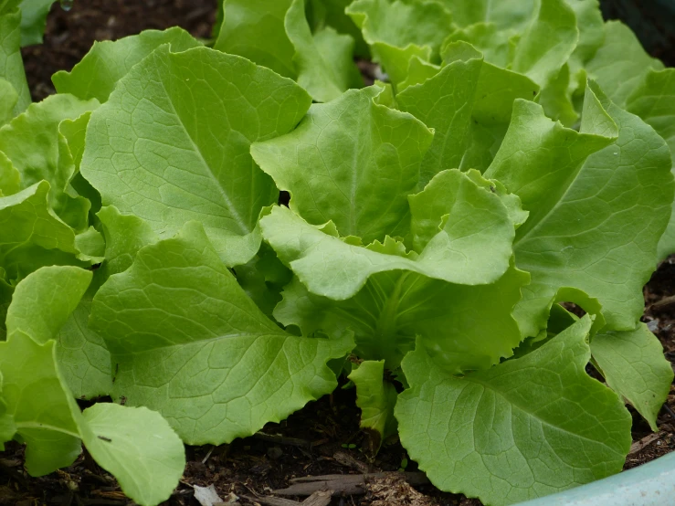 some leafy vegetables are growing in the dirt
