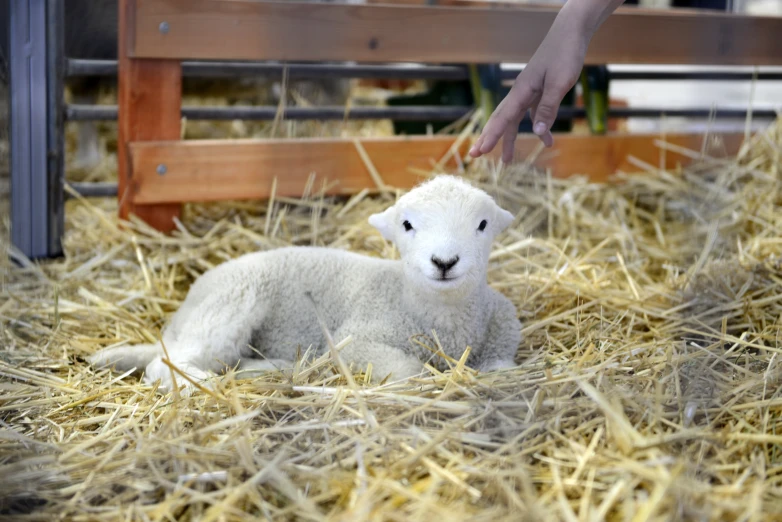 a lamb is laying on hay next to a fence