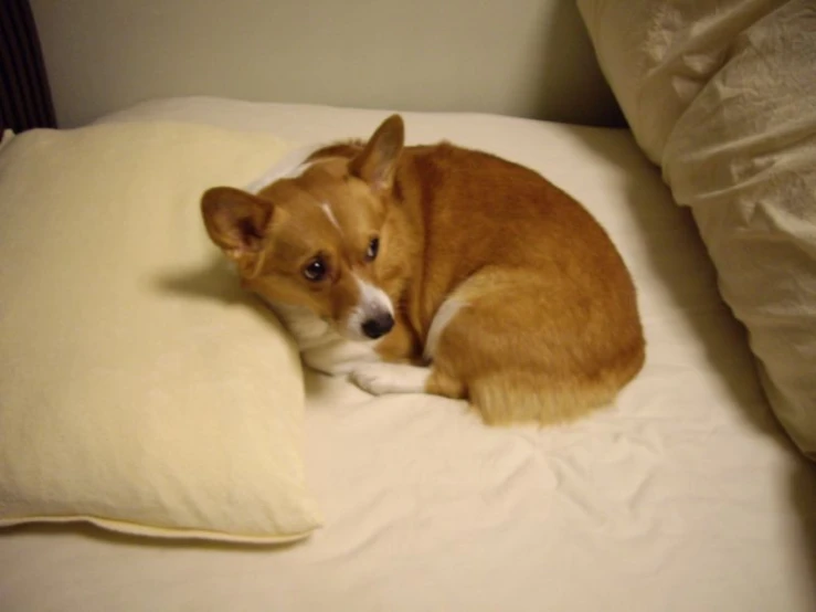 the dog is on top of the big pillow
