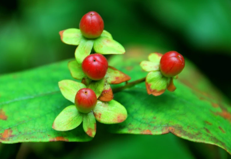 some small berry clusters that are growing on a green leaf