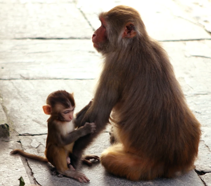 a monkey that is holding the arm of another animal