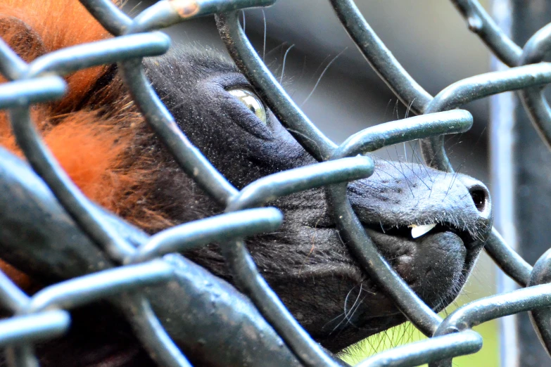 a big animal that is sticking his head out of a fence