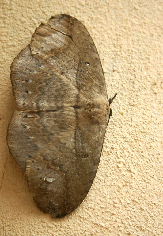 a moth sitting on a wall next to cement