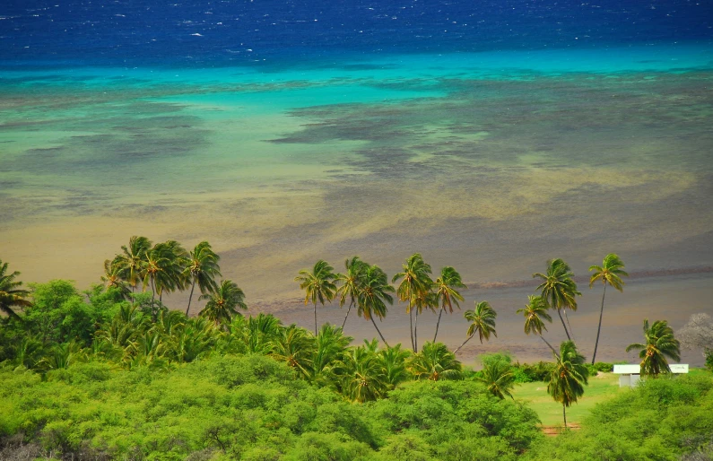 the large green field has palm trees near the shore