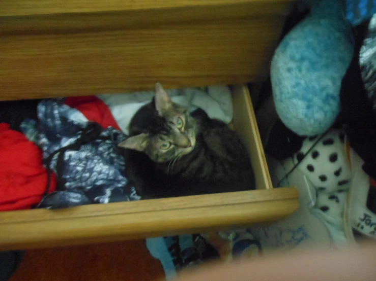 a cat is sitting in a wooden drawer