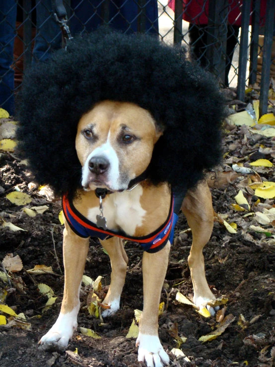a dog wearing a black wig with a white spot