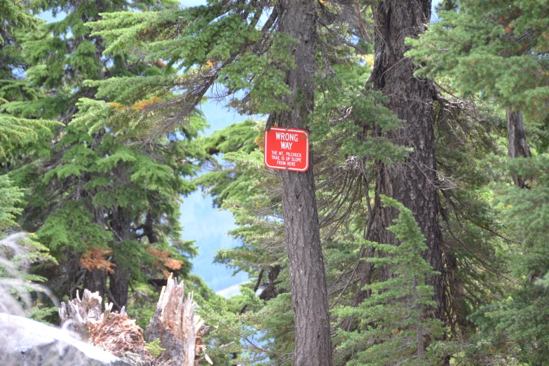 a red don't walk on the rocks sign is in the trees