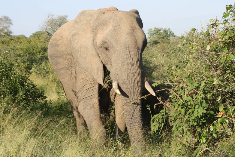 an elephant with tusks is walking through tall grass