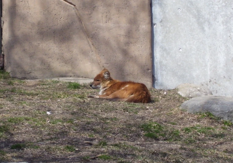 a dog sits outside near the entrance to a building