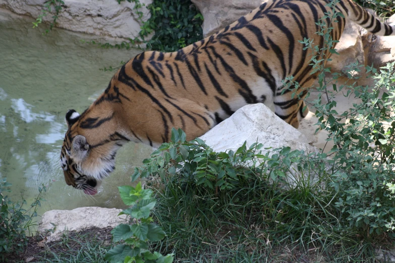 tiger eating some grass next to the river