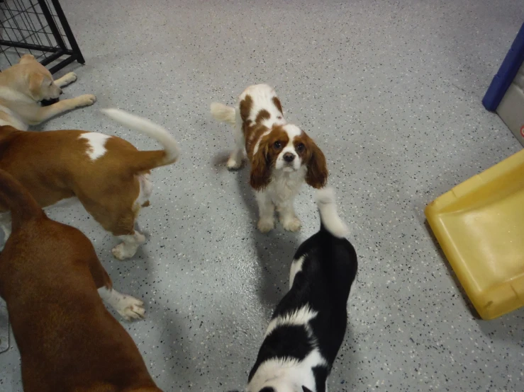 a group of dogs on the floor in front of one another