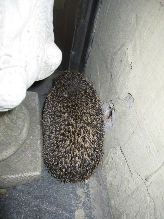 an adult hedgehog spiks the floor beside a pile of pillows