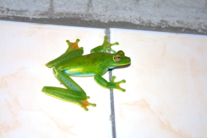 a green frog sitting on the tile and staring at the camera