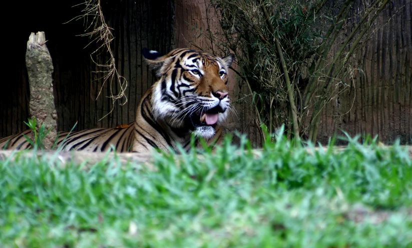 a tiger laying on the ground in front of some trees