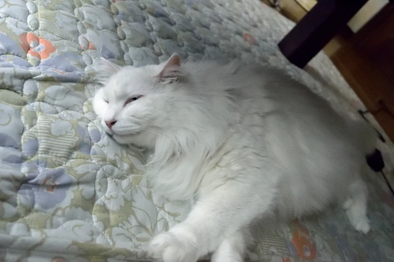 a white cat sitting on top of a bed with a quilt