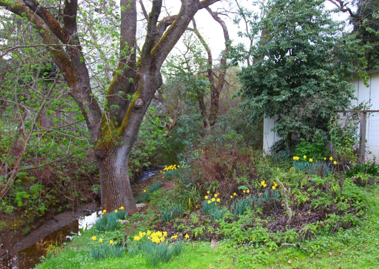 an overgrown garden is shown in this image