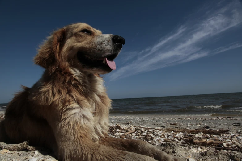 a dog sitting on the beach with blue sky in background