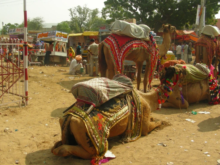 some camels and people are in an enclosed area