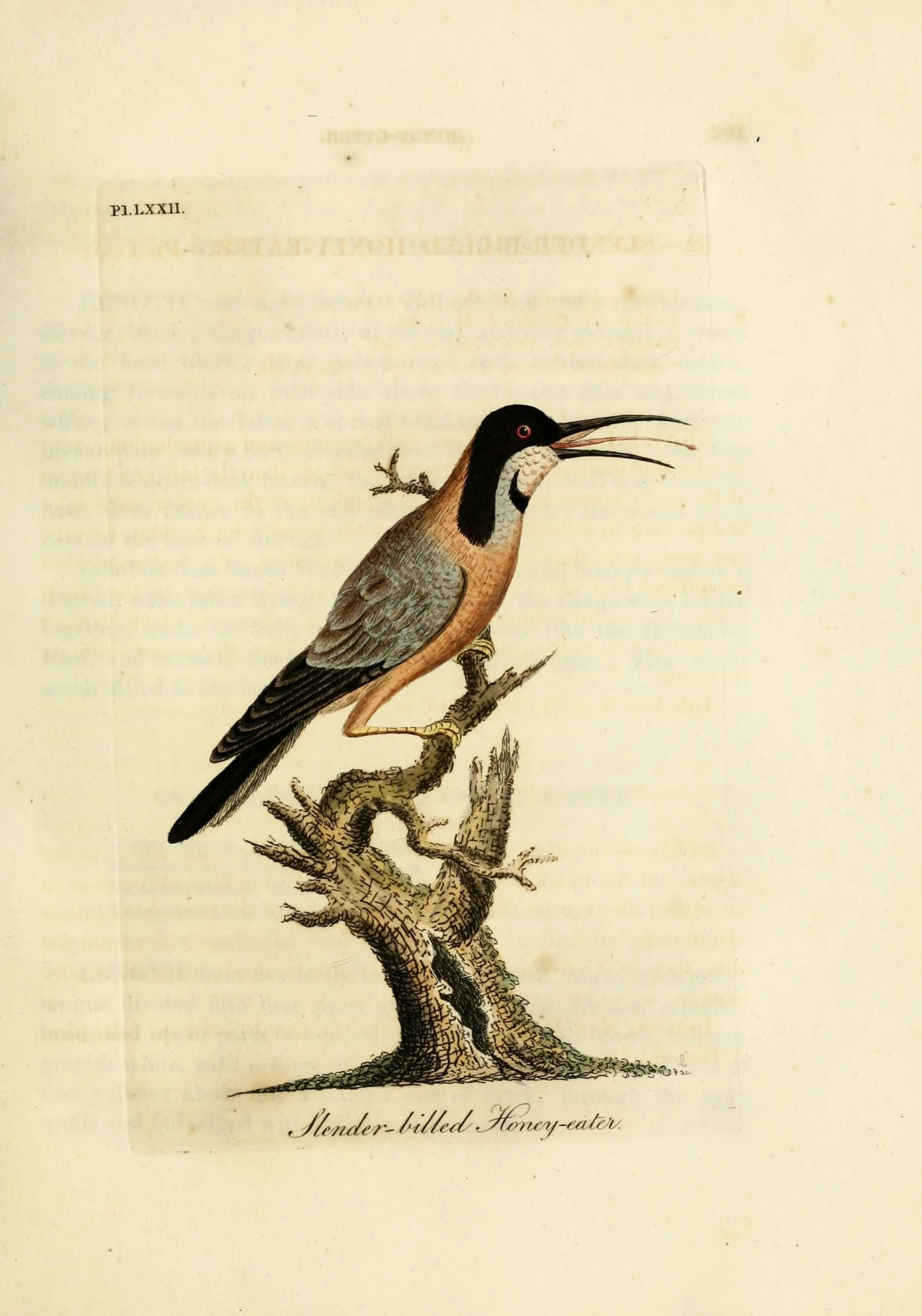 an illustration of a bird sitting on top of a tree nch
