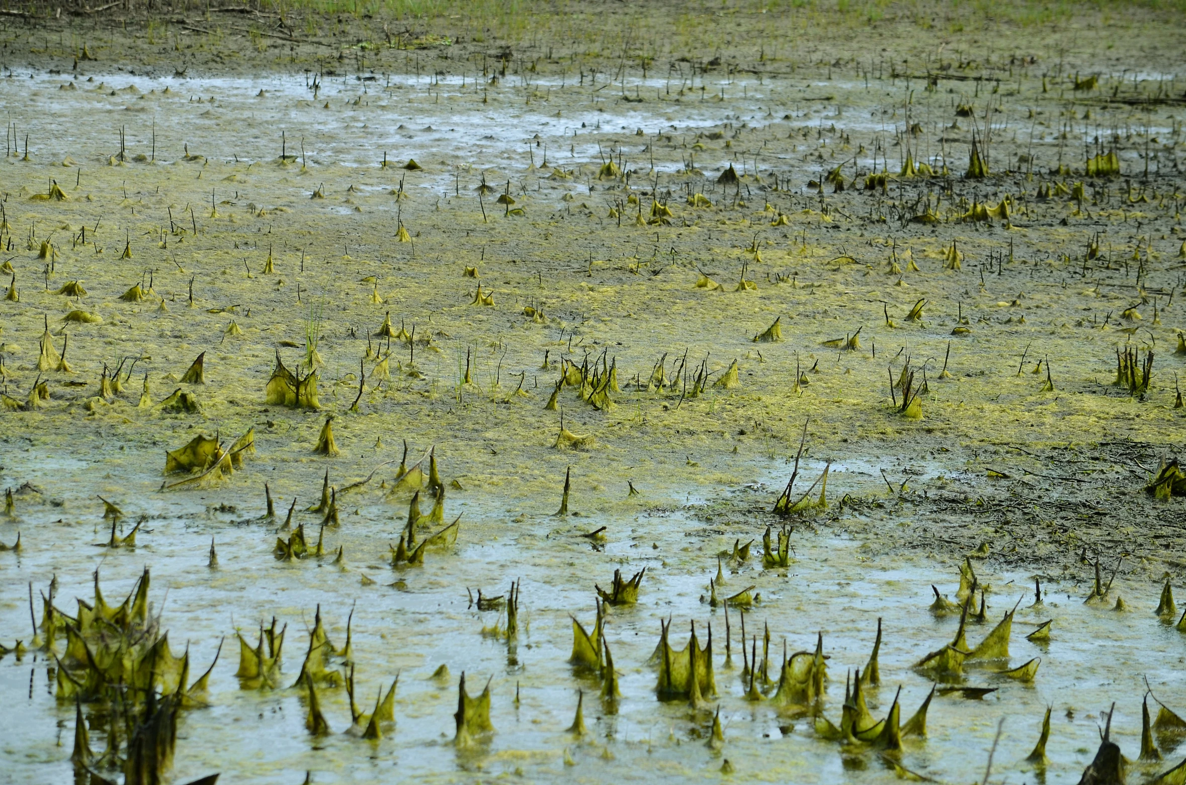 some grass and plants that have water running through them