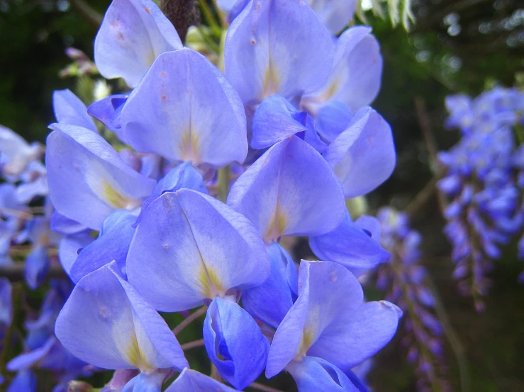 the purple flowers are in full bloom next to the other blooms