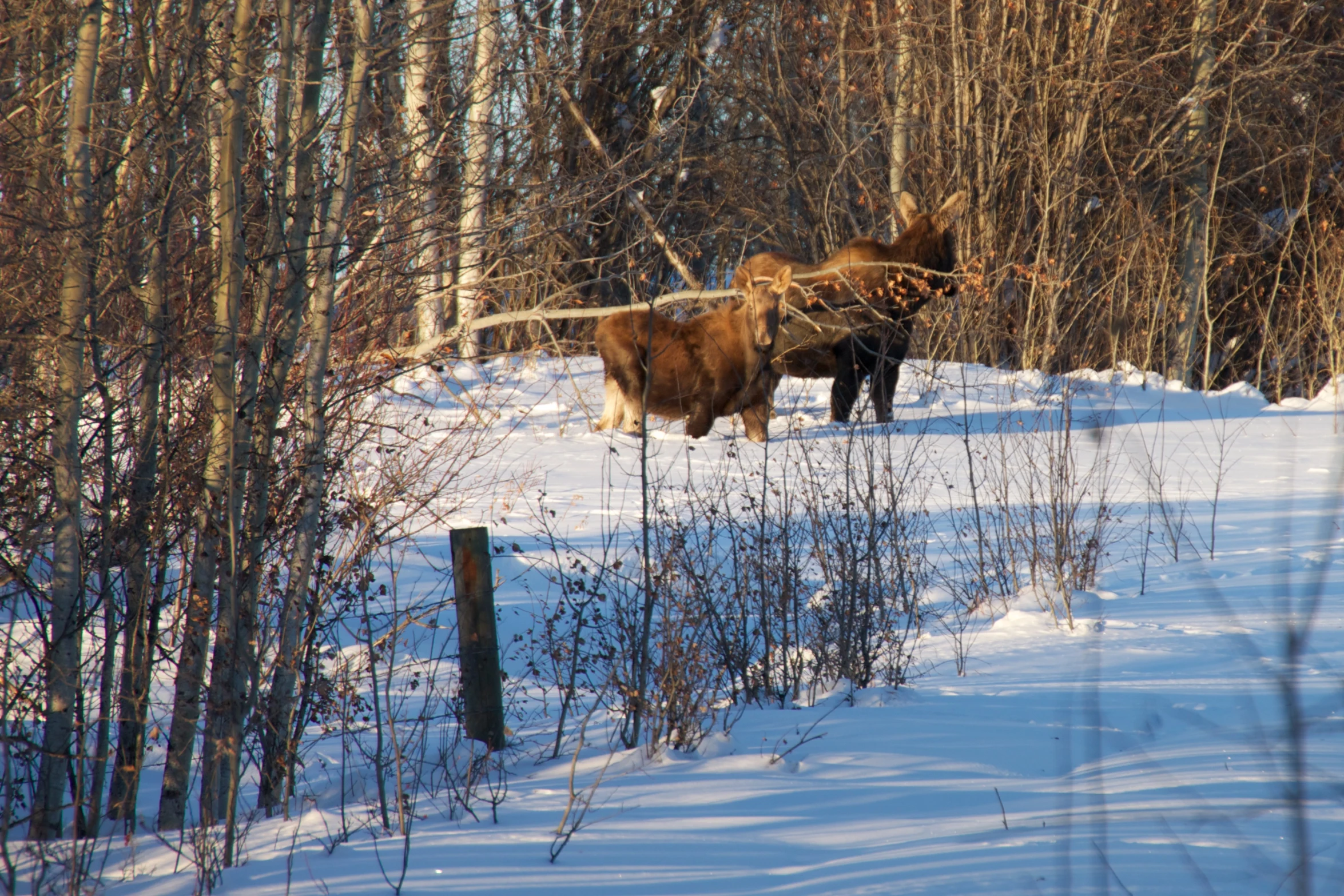 two animals walking through a snowy forest during the day