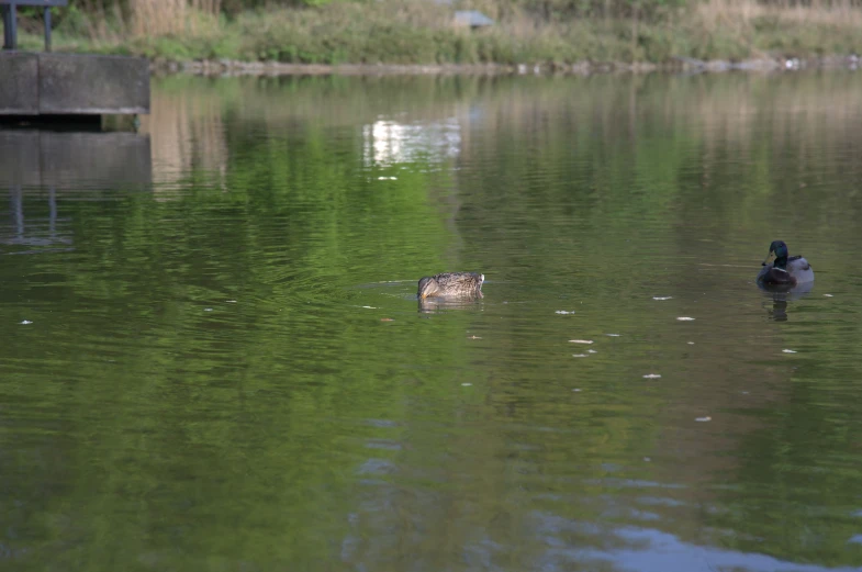 a couple of ducks are in some water