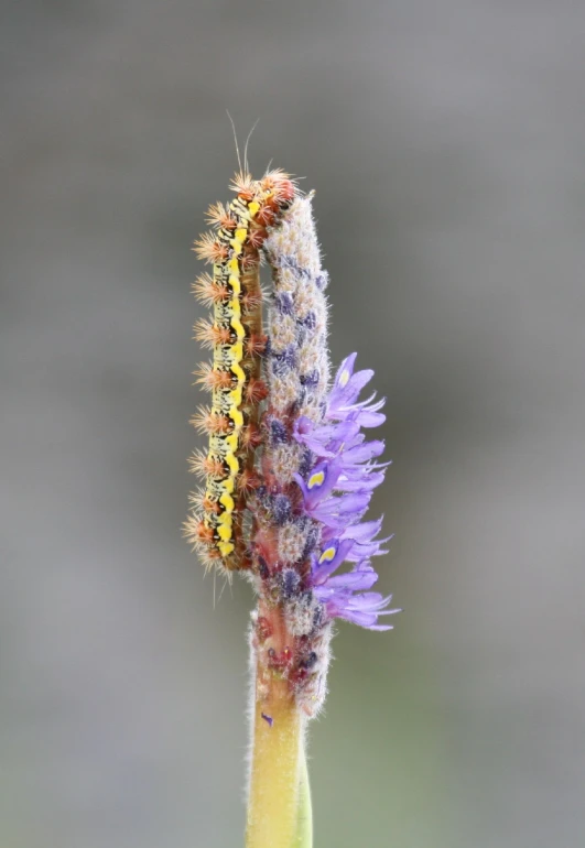 a blue flower with lots of yellow seeds