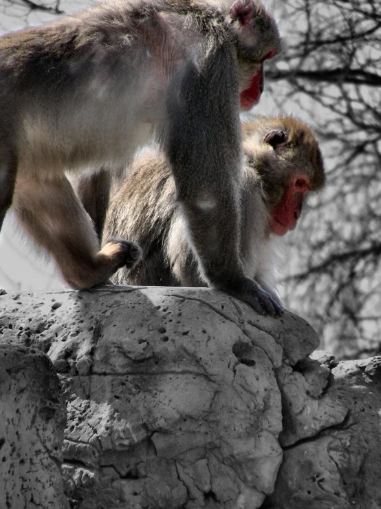 the monkey is showing off on the rocks