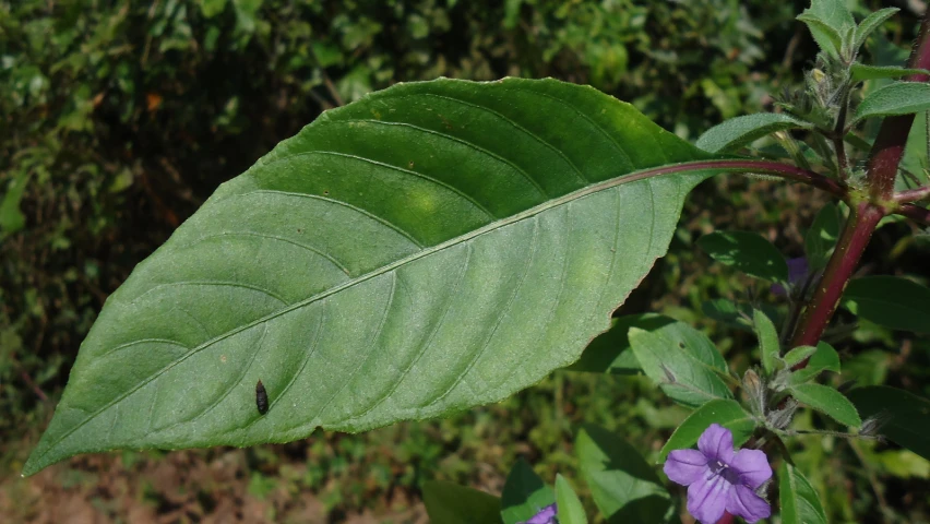 green leaf on top of a purple flower