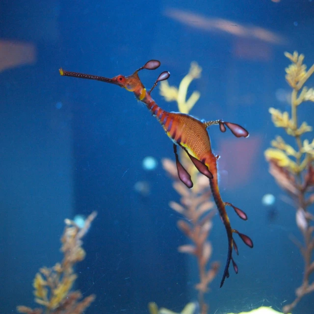 red seahorses swimming in a blue tank full of aquatic plants