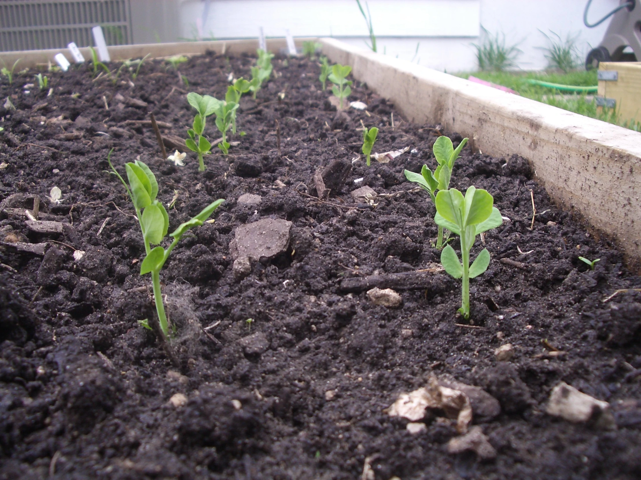 several green plants that have just come from the ground