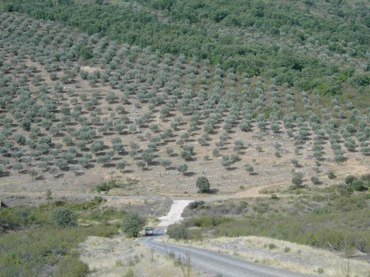 car driving on a road near several rows of olive trees