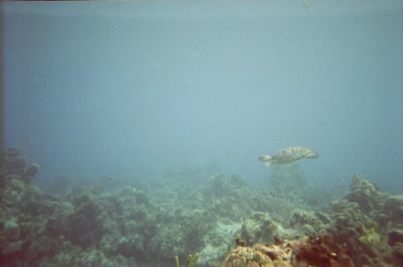 a turtle swimming over a coral reef on a clear day