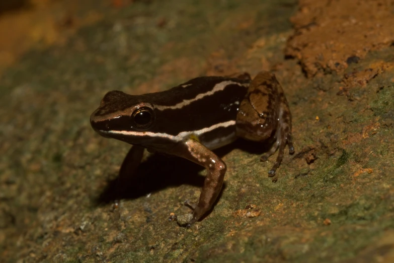 a black frog is sitting on the ground