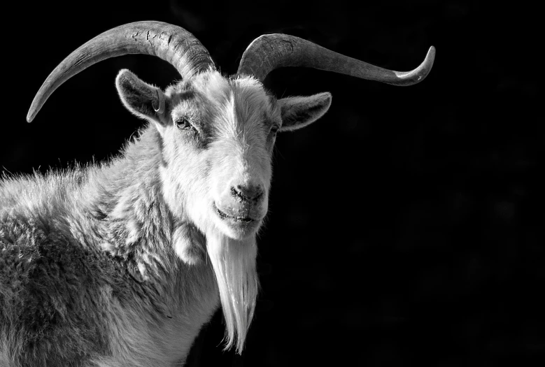 a goat with very long hair with some very horns