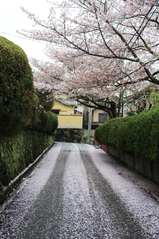 a street with two yellow buildings and pink flowers on it