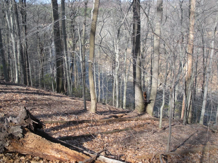 a fire hydrant sits near some trees