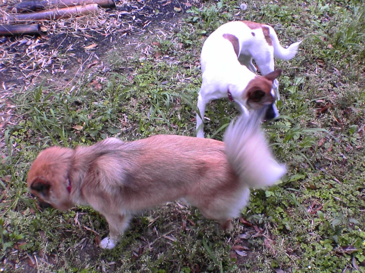 two brown and white dogs standing on top of grass