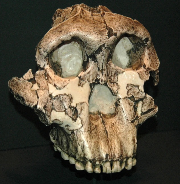 a po of a white and gray skull with many details