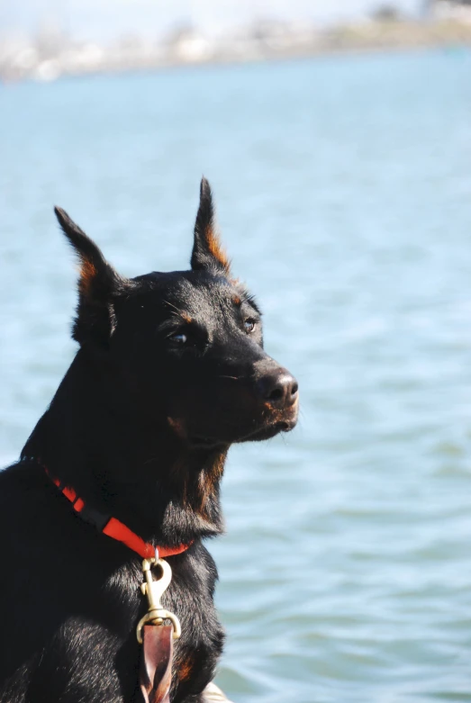 a black dog in a red collar is standing next to the water